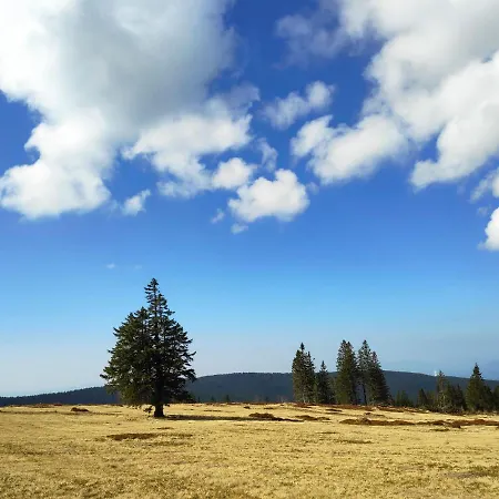 Tree Rogla Апартаменты *