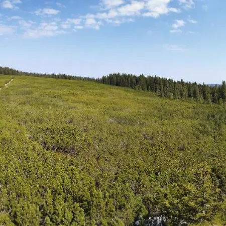 Апартаменты Tree Rogla