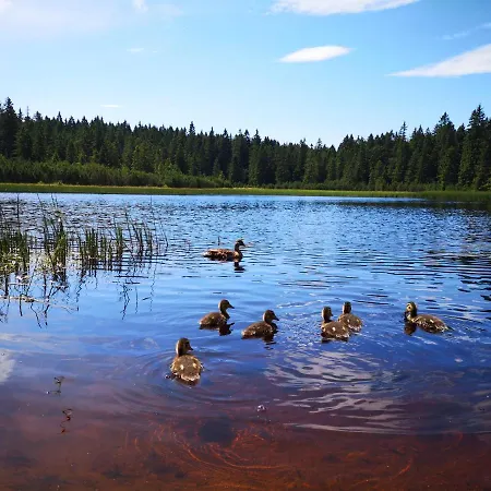 Апартаменты Tree Rogla *