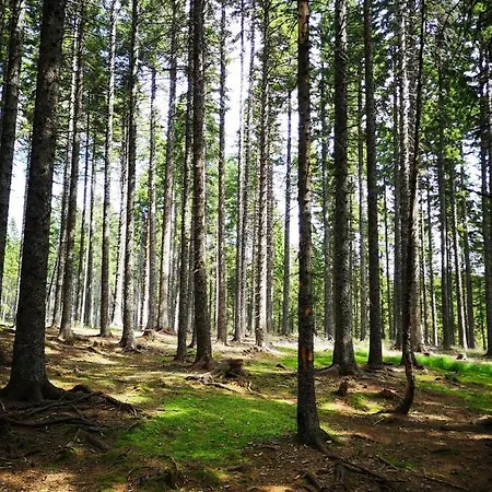 Апартаменты Tree Rogla *