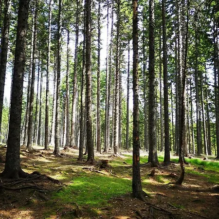 Apartman Tree Rogla *