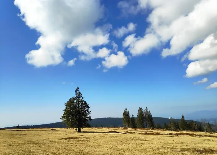 Tree Rogla דירה *