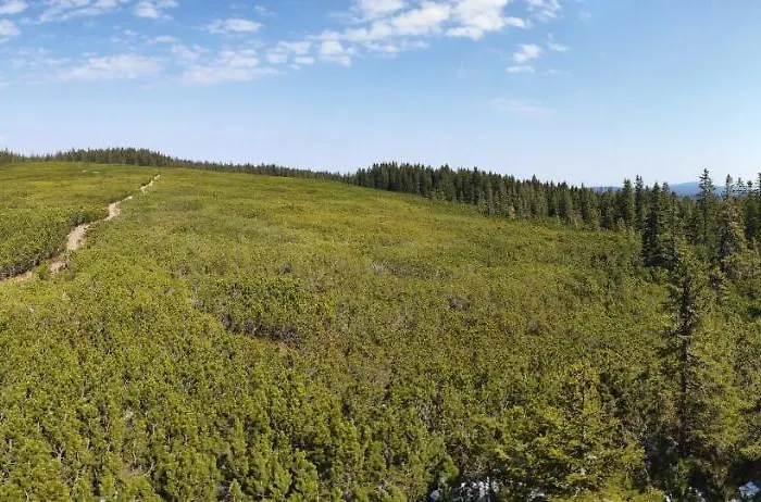 Apartment Tree Rogla