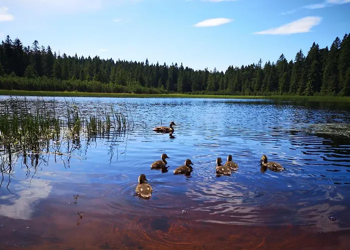 דירה Tree Rogla *