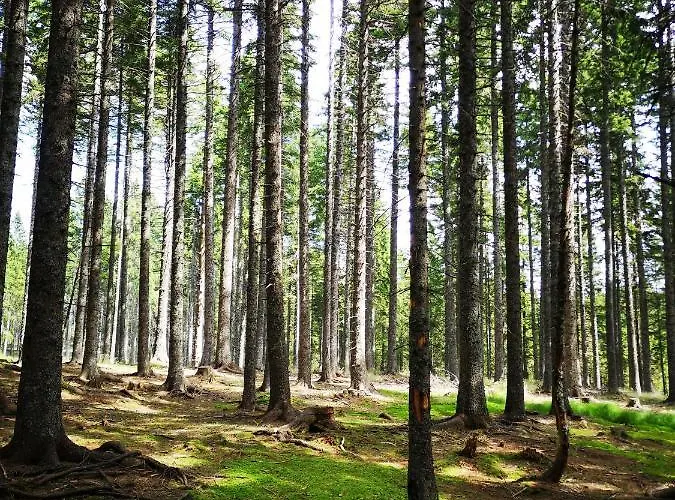 아파트 Tree Rogla *